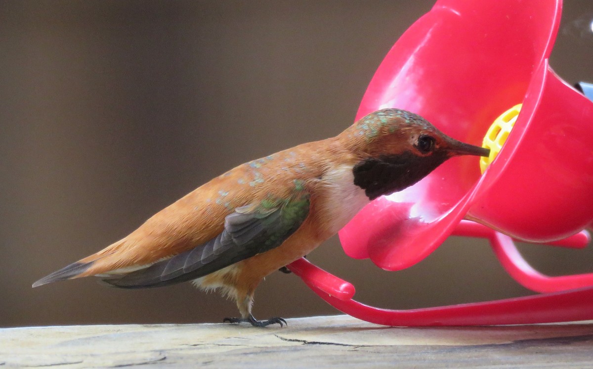 Rufous Hummingbird - ML220799521