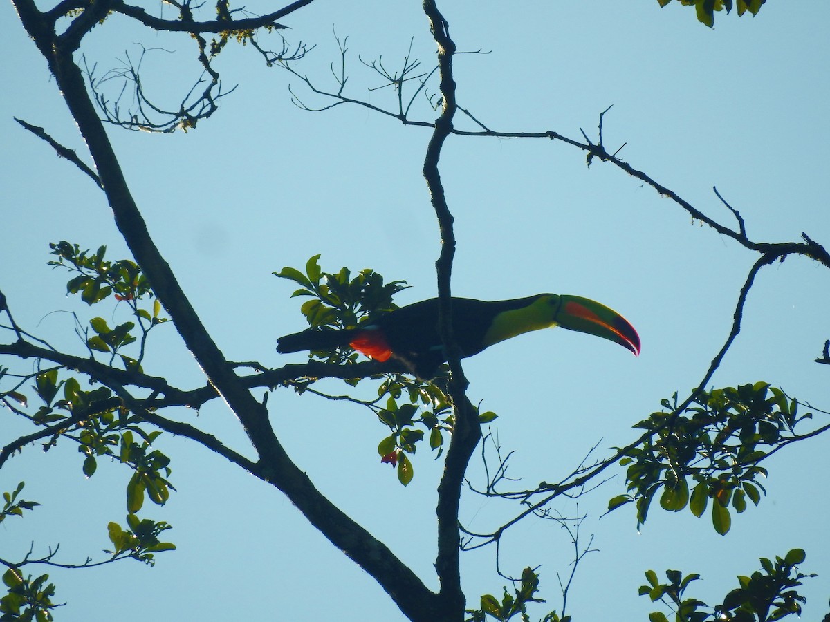 Keel-billed Toucan - ML220800151