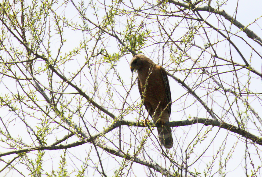 Red-shouldered Hawk - ML220800881