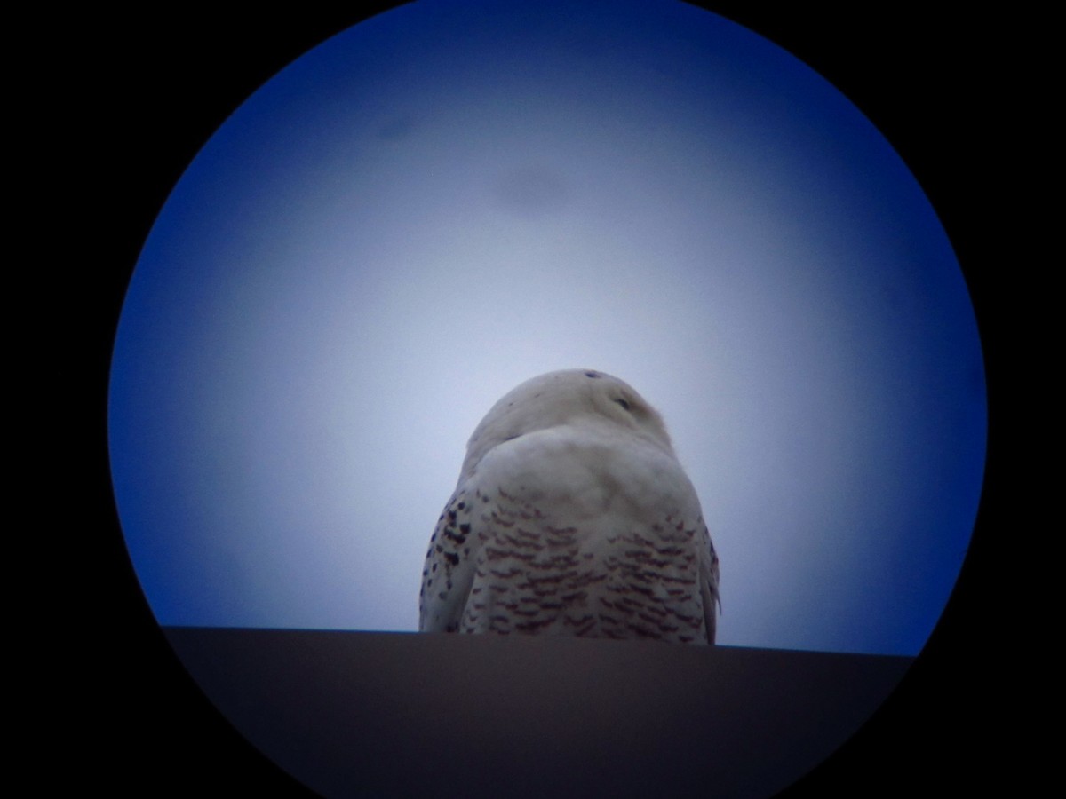 Snowy Owl - ML220801401