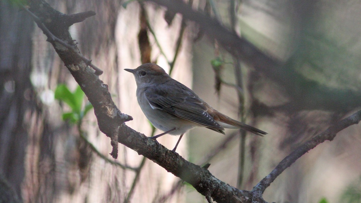 Common Nightingale - ML22080141