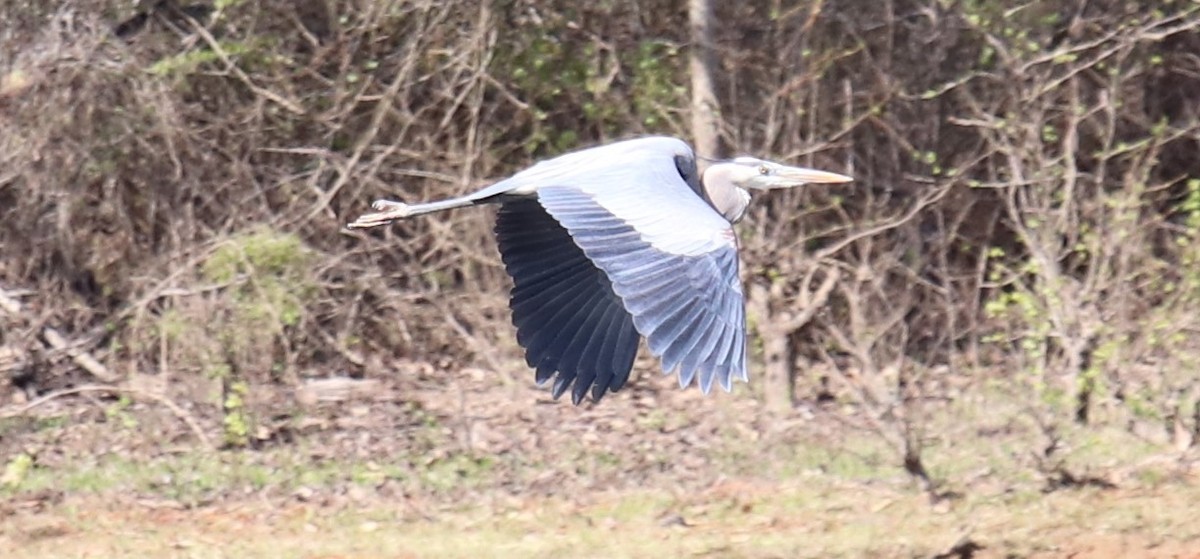 Great Blue Heron - Austin Lockhart