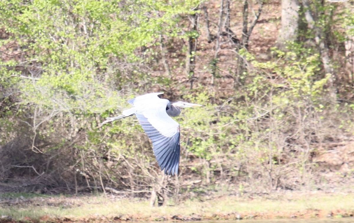 Garza Azulada - ML220802301