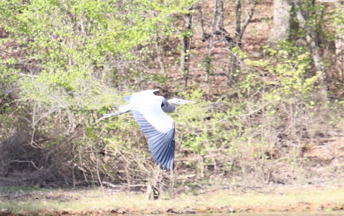 Great Blue Heron - ML220802301