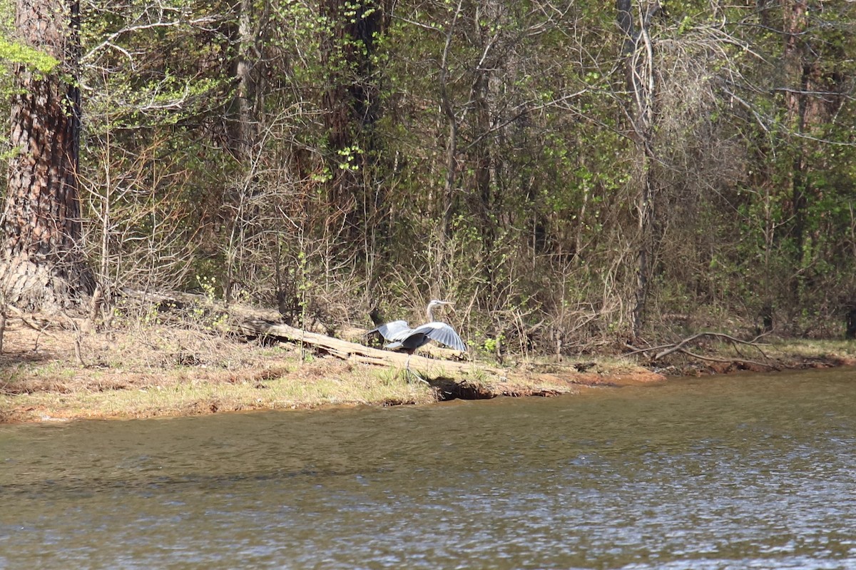 Great Blue Heron - ML220802311