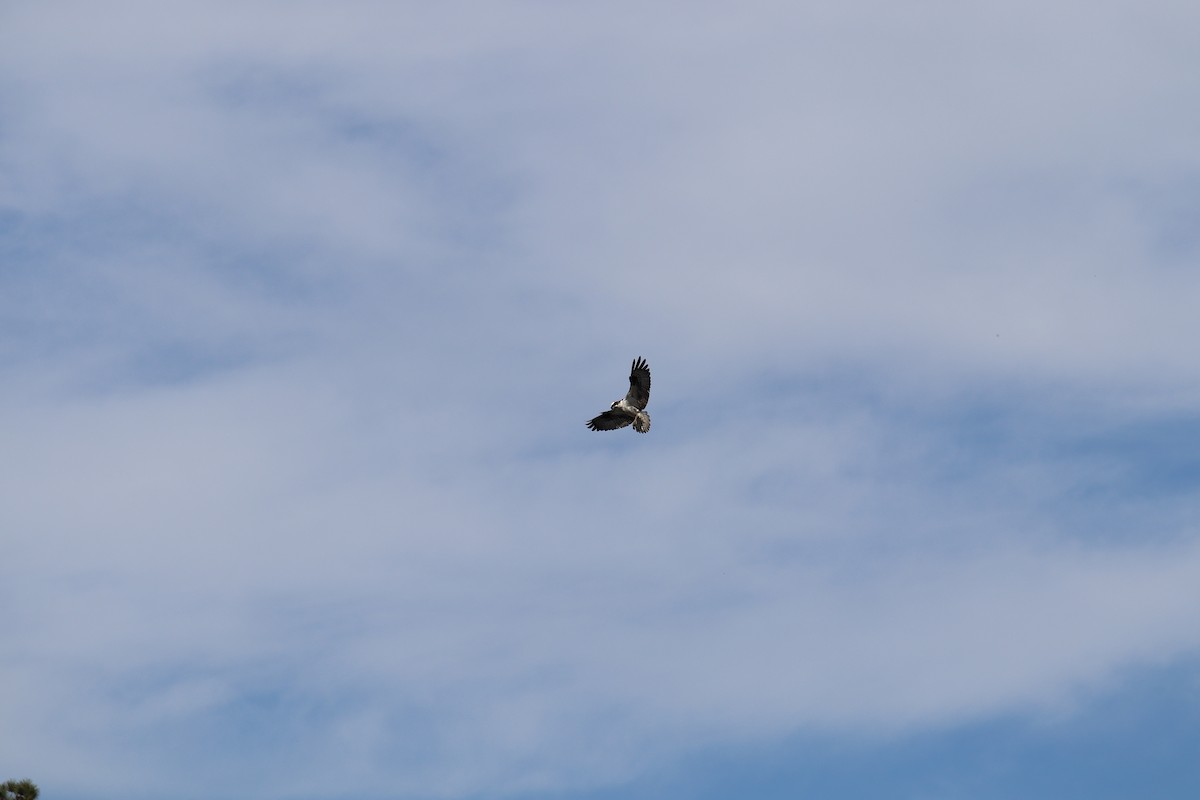 Águila Pescadora - ML220802391
