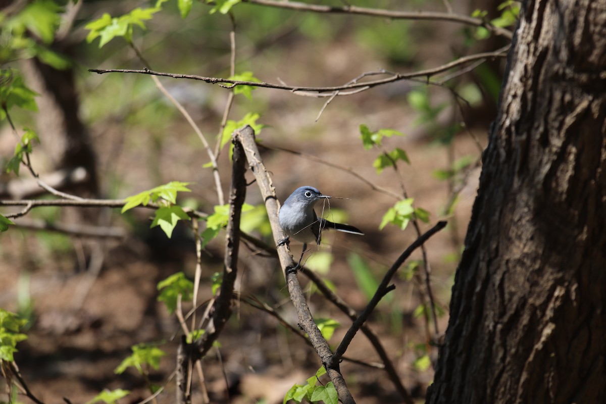 Blue-gray Gnatcatcher - Austin Lockhart