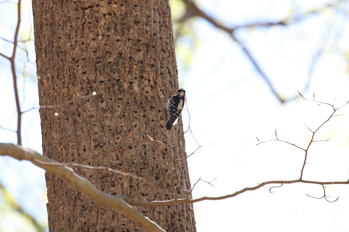 Downy Woodpecker - ML220802981