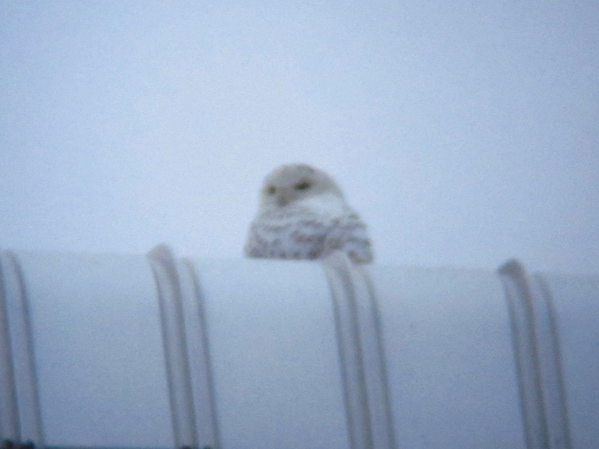 Snowy Owl - ML220803001