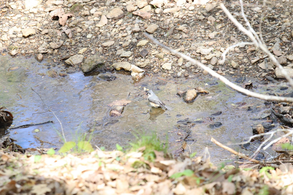 Tufted Titmouse - ML220803211