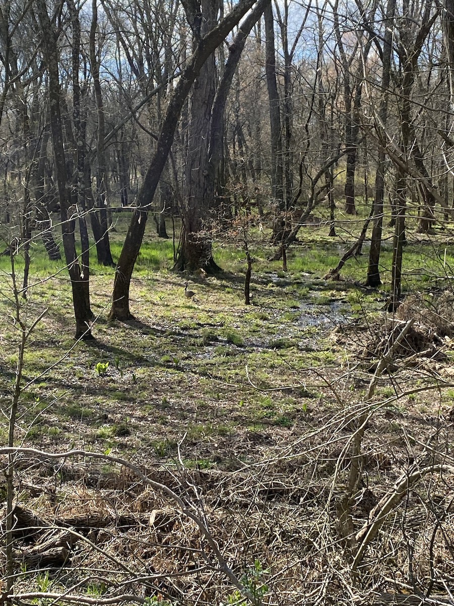 カナダガン - ML220803521