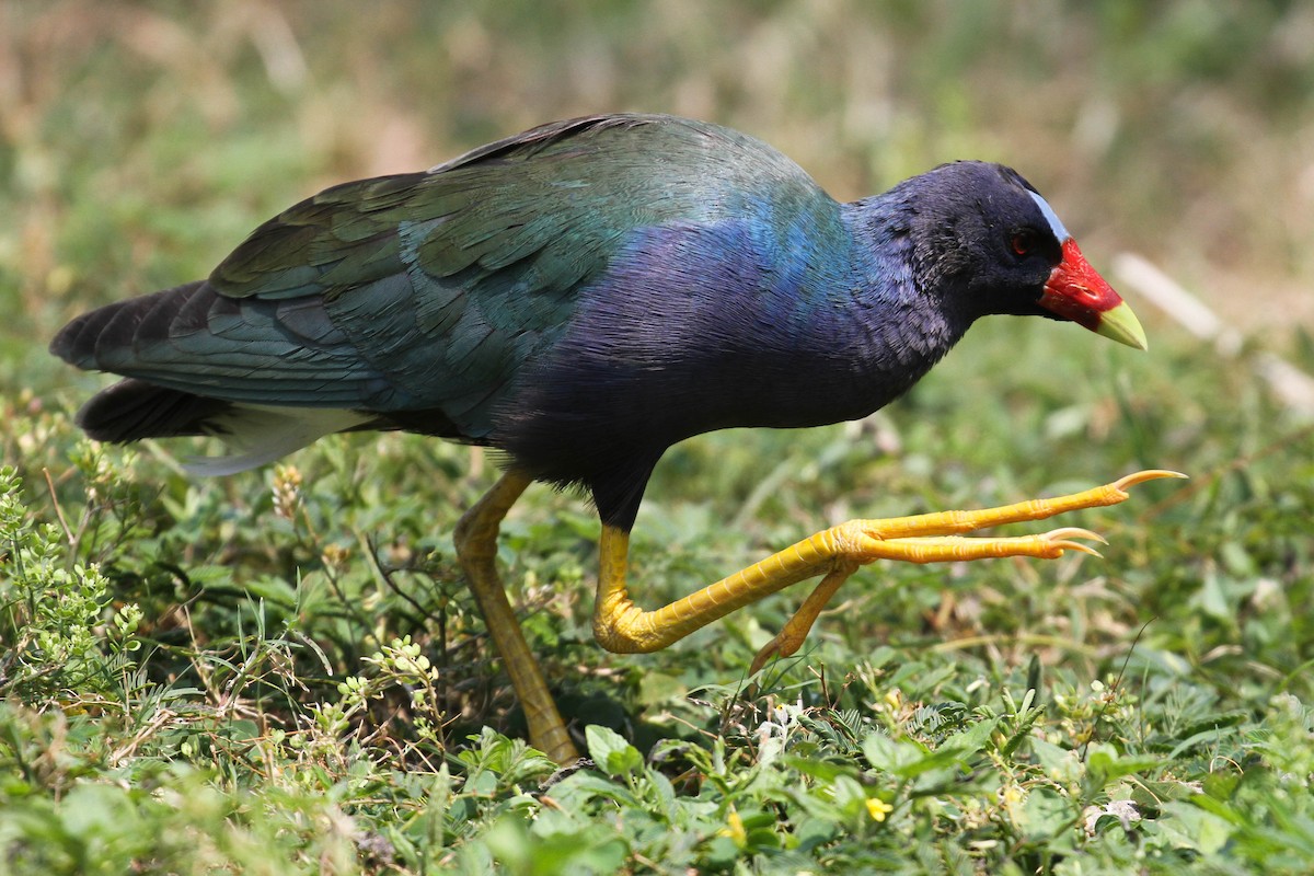 Purple Gallinule - ML220803691