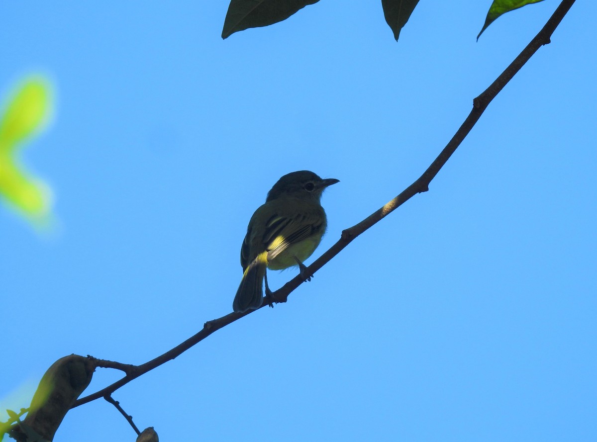 Yellow-olive Flatbill (Gray-headed) - ML220804391