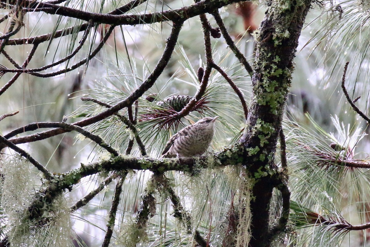 Gray-barred Wren - ML220804951