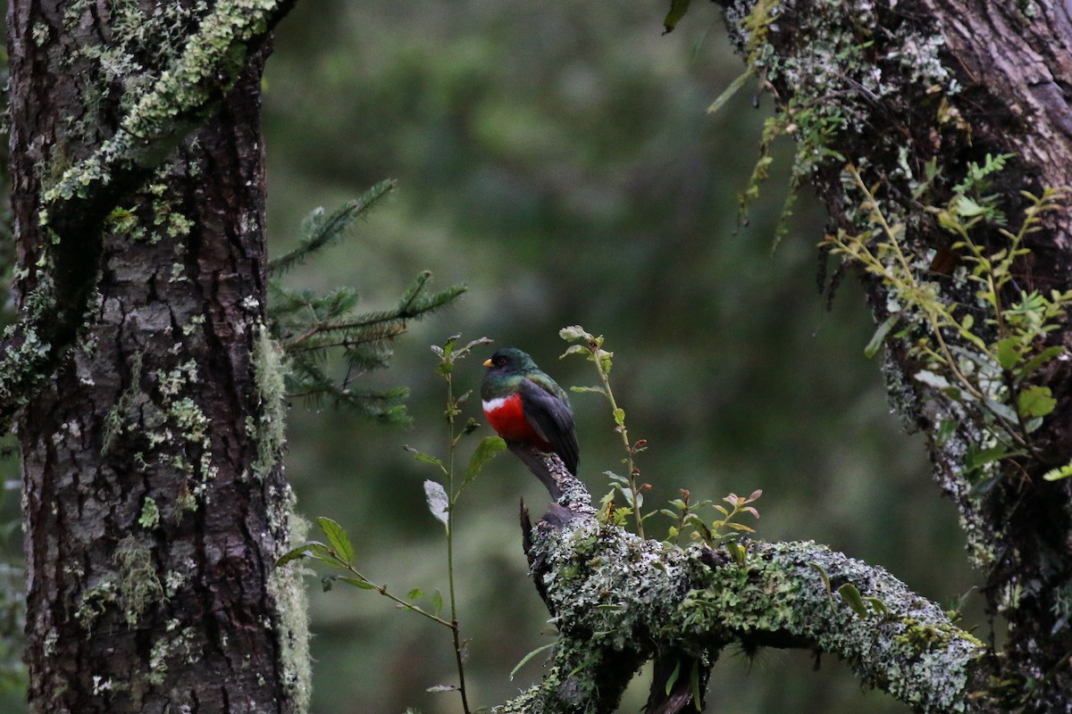 trogon mexický - ML220805031