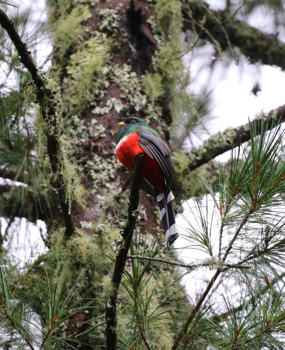 trogon mexický - ML220805151