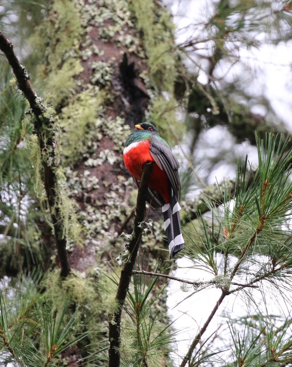 Mountain Trogon - ML220805161