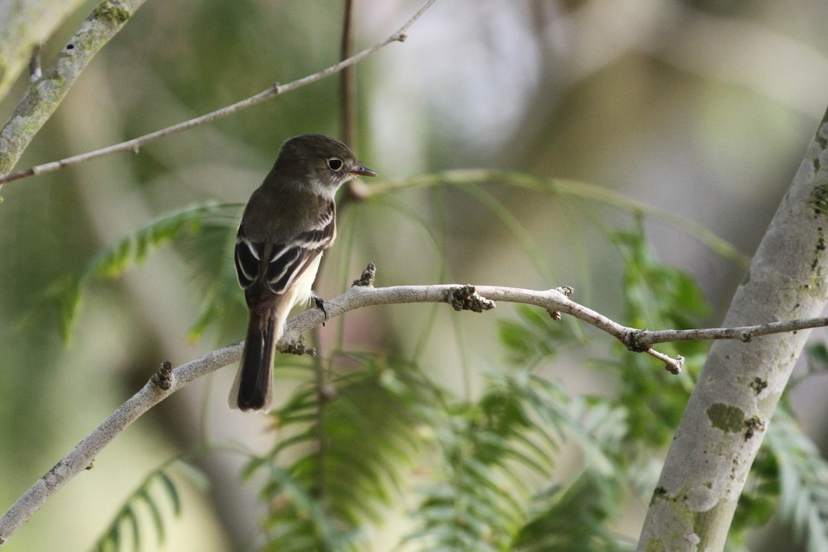 Least Flycatcher - ML220805861