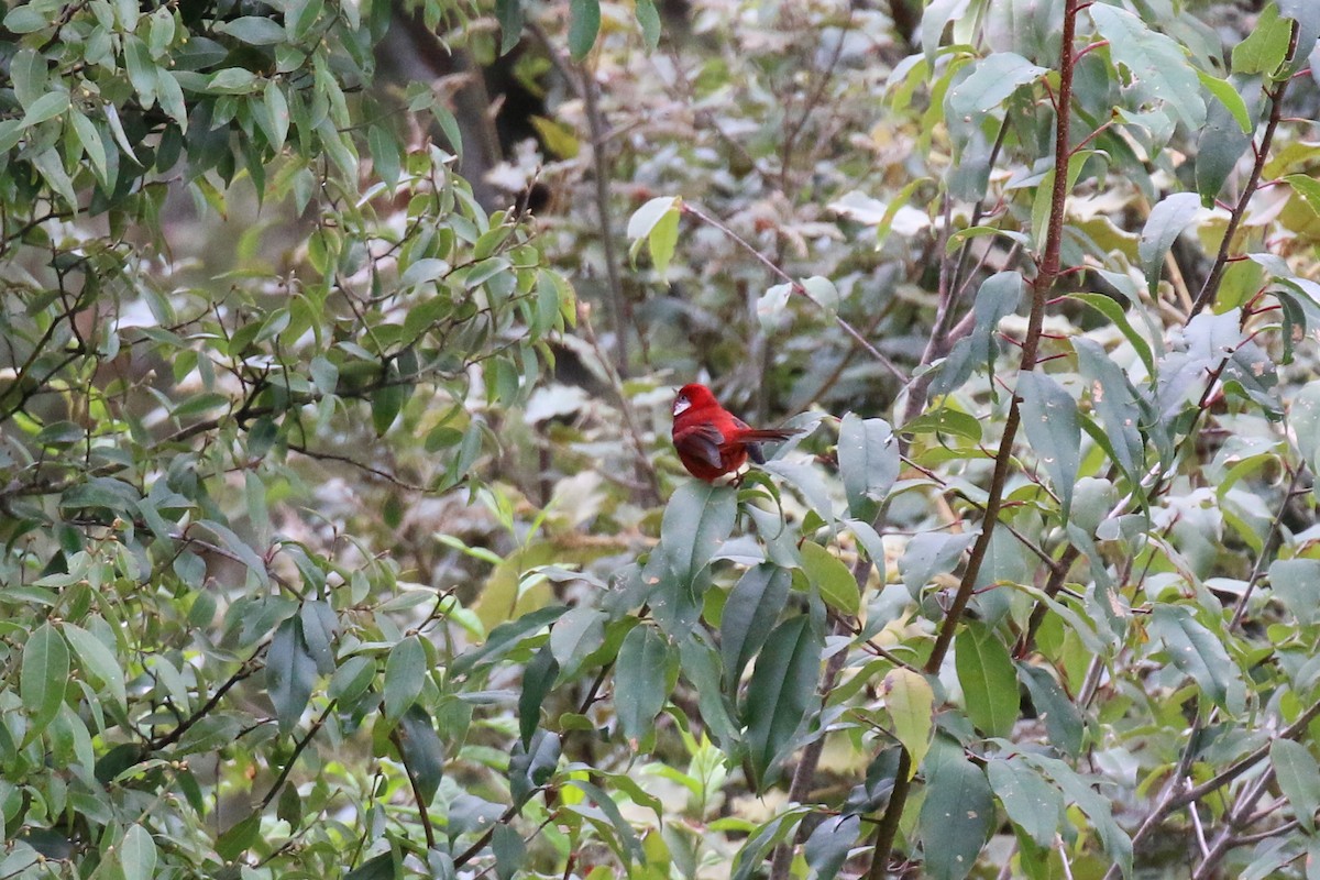 Red Warbler (White-cheeked) - ML220806061