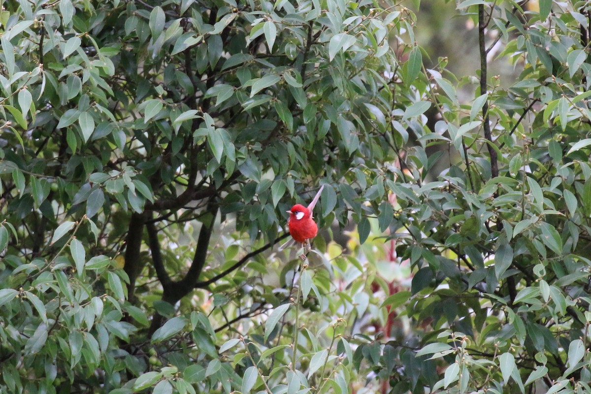 Reinita Roja (rubra/rowleyi) - ML220806201