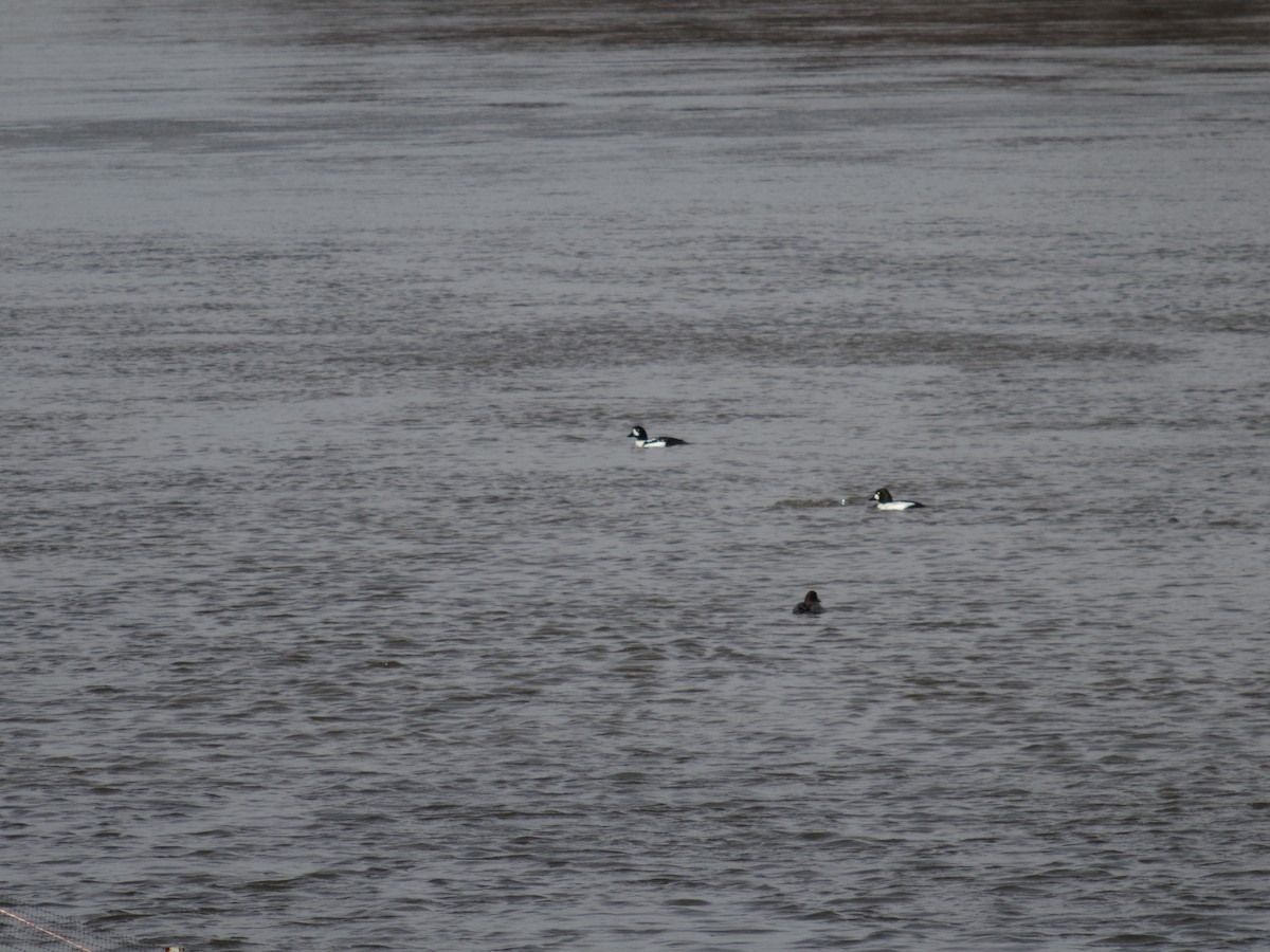 Barrow's Goldeneye - ML22080661