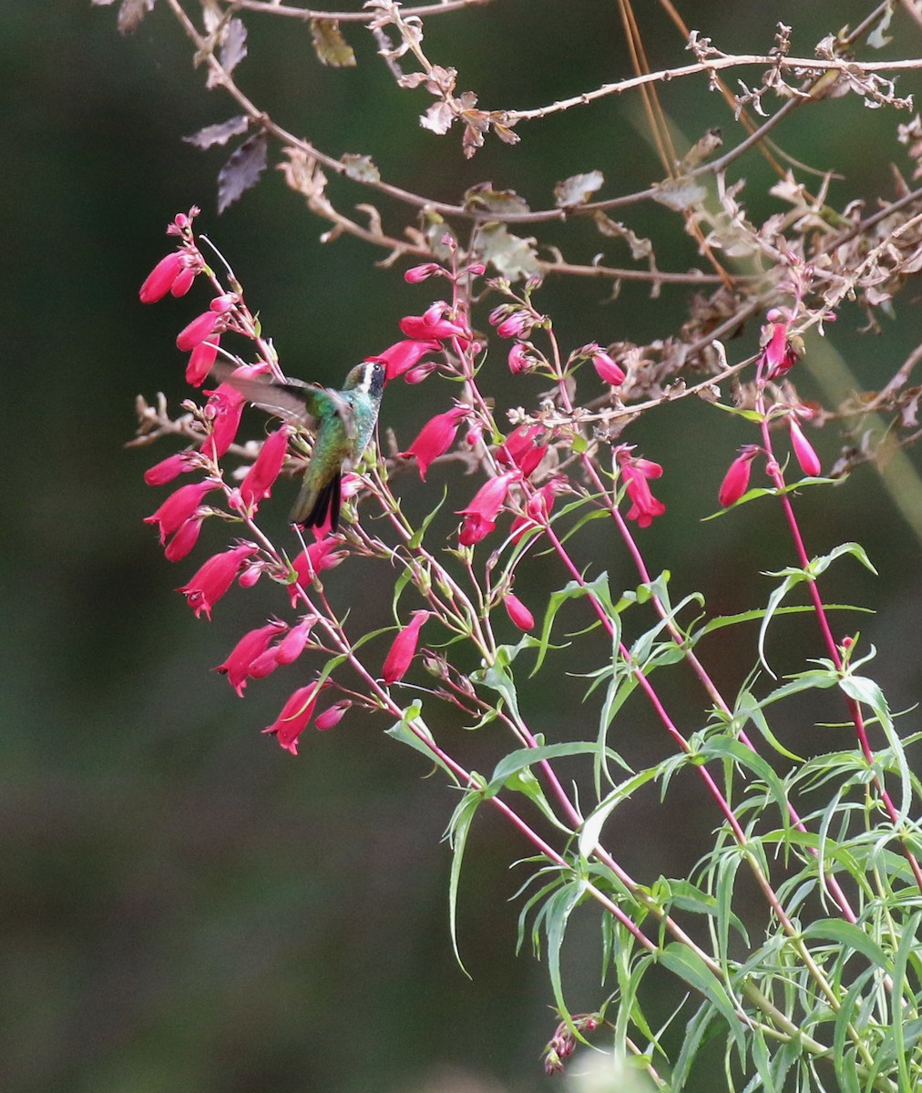 Colibrí Orejiblanco - ML220806661