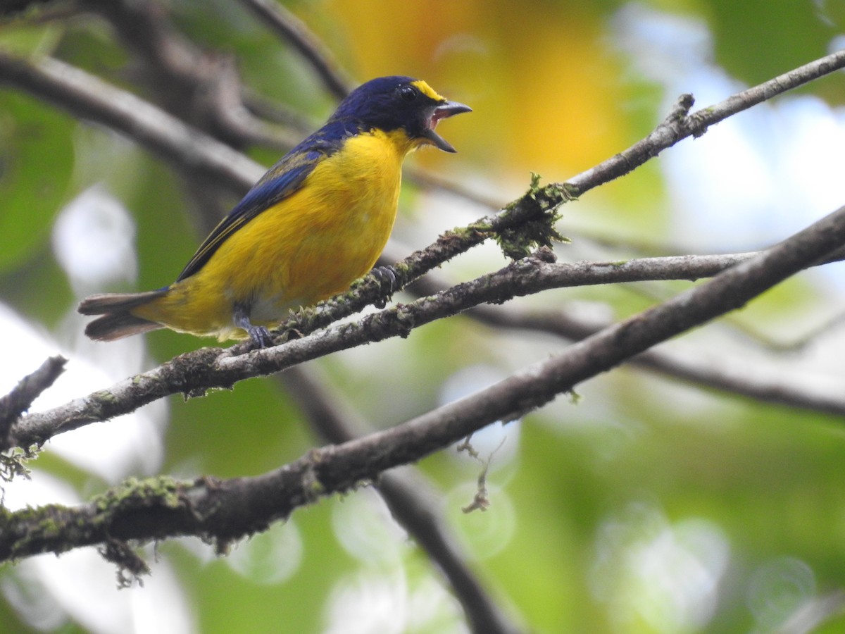 Yellow-throated Euphonia - Rudy Botzoc @ChileroBirding