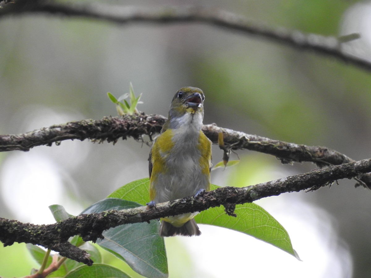 Yellow-throated Euphonia - ML220806931