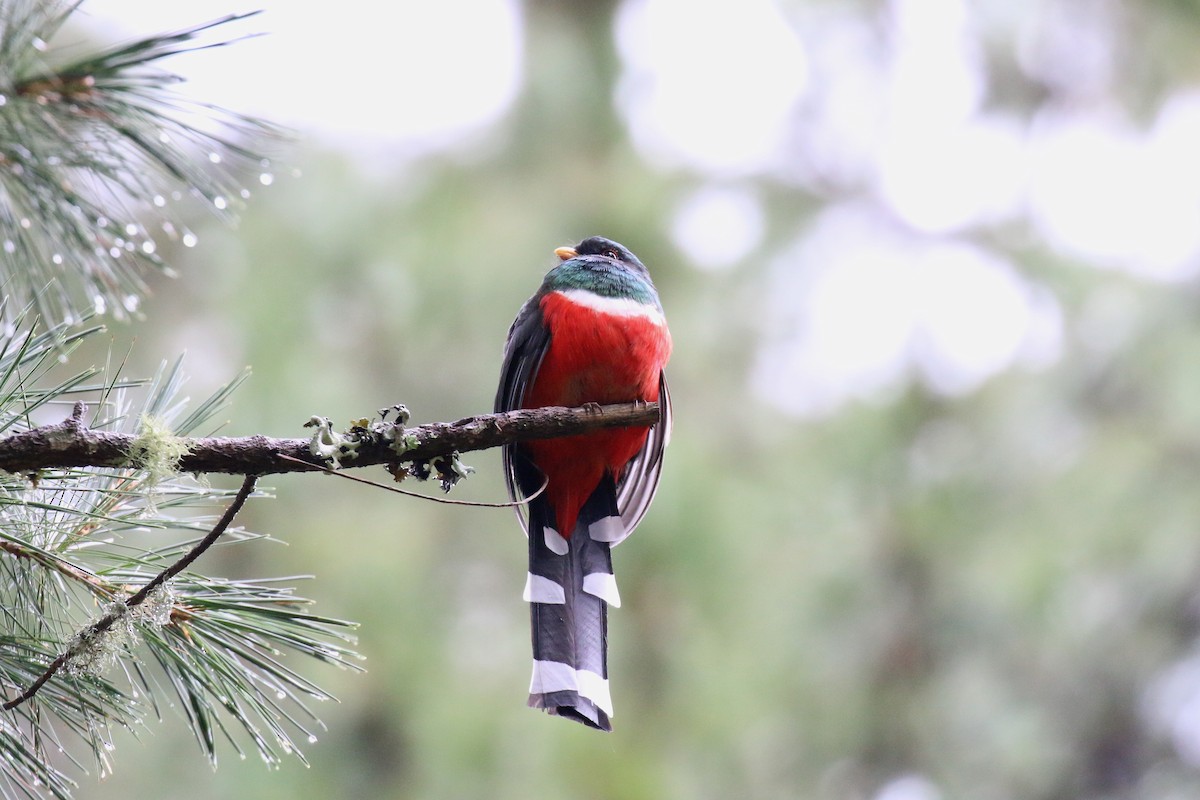 trogon mexický - ML220807191