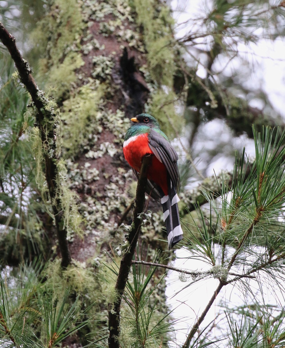 Mountain Trogon - ML220807201