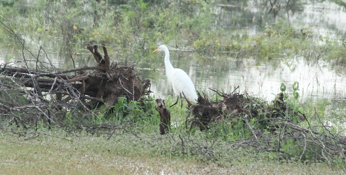 Medium Egret - Shanmugam Kalidass