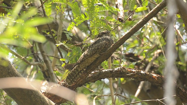 Jungle Nightjar - ML220808071