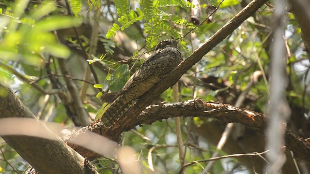 Jungle Nightjar - ML220809821