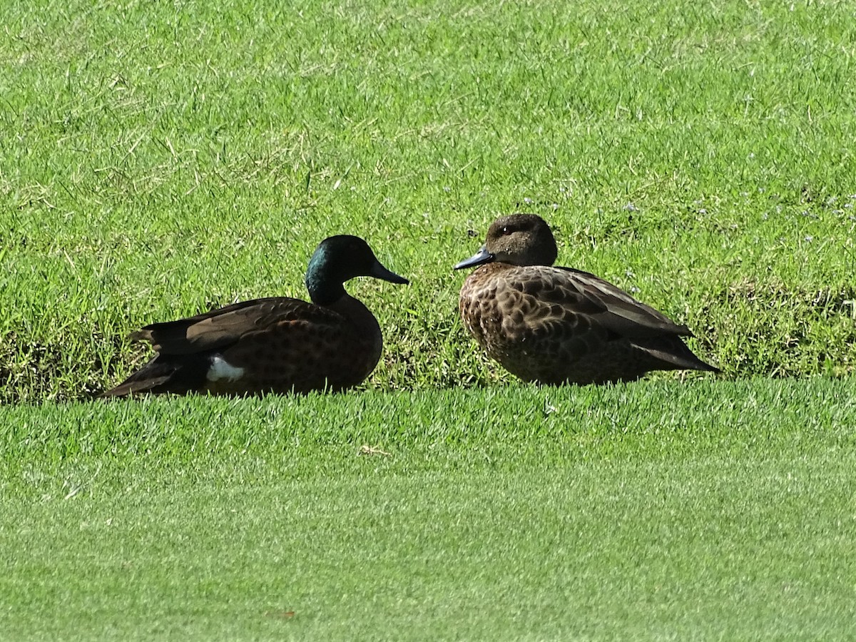 Chestnut Teal - ML220810111