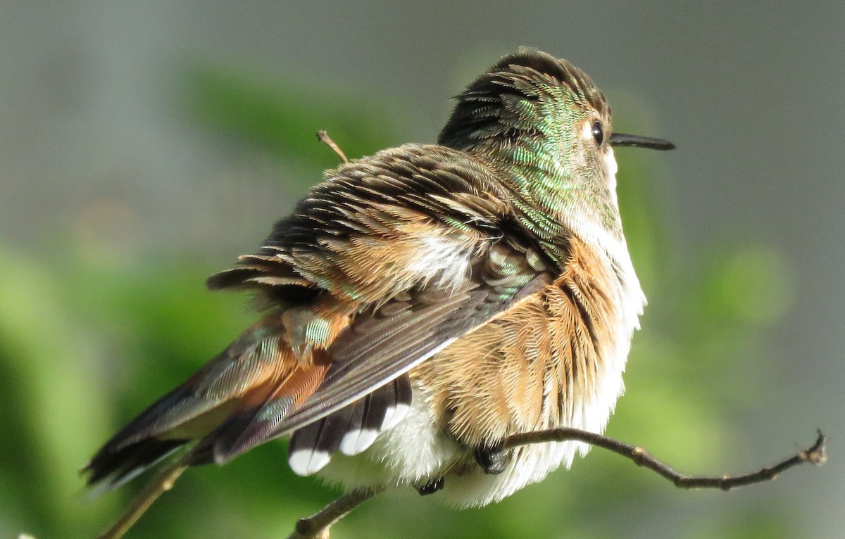 Rufous Hummingbird - ML220811091