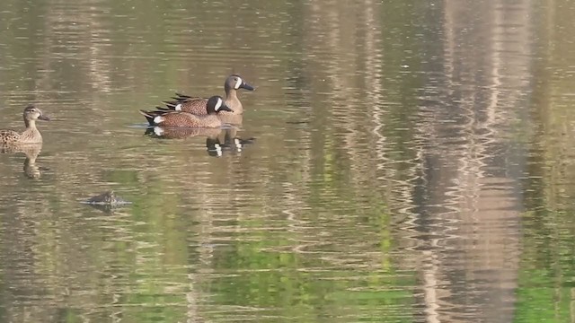 Blue-winged Teal - ML220811191