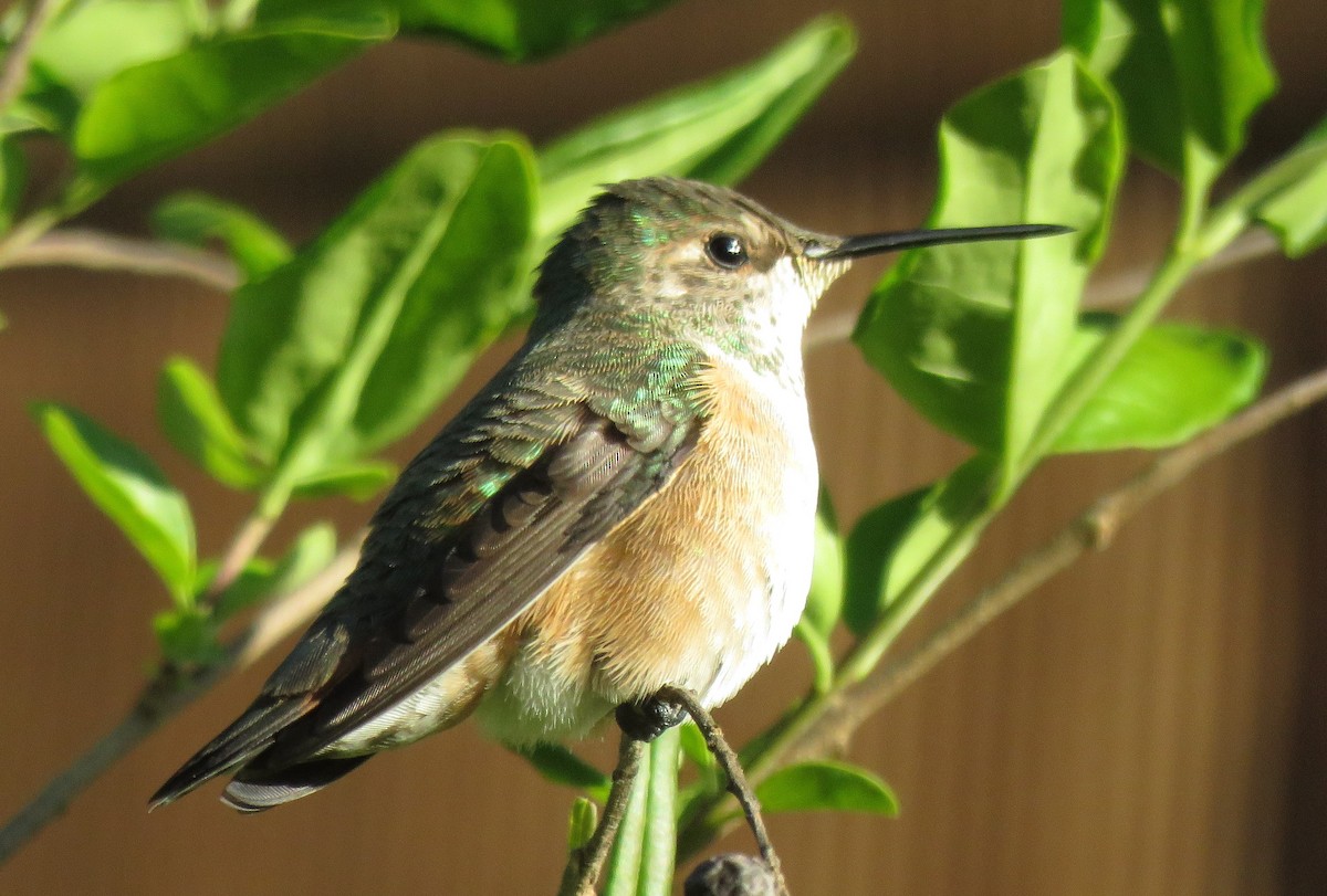 Rufous Hummingbird - ML220811401