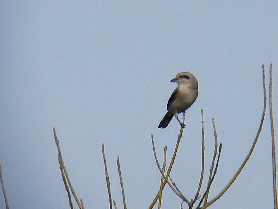 Pie-grièche boréale - ML220811801