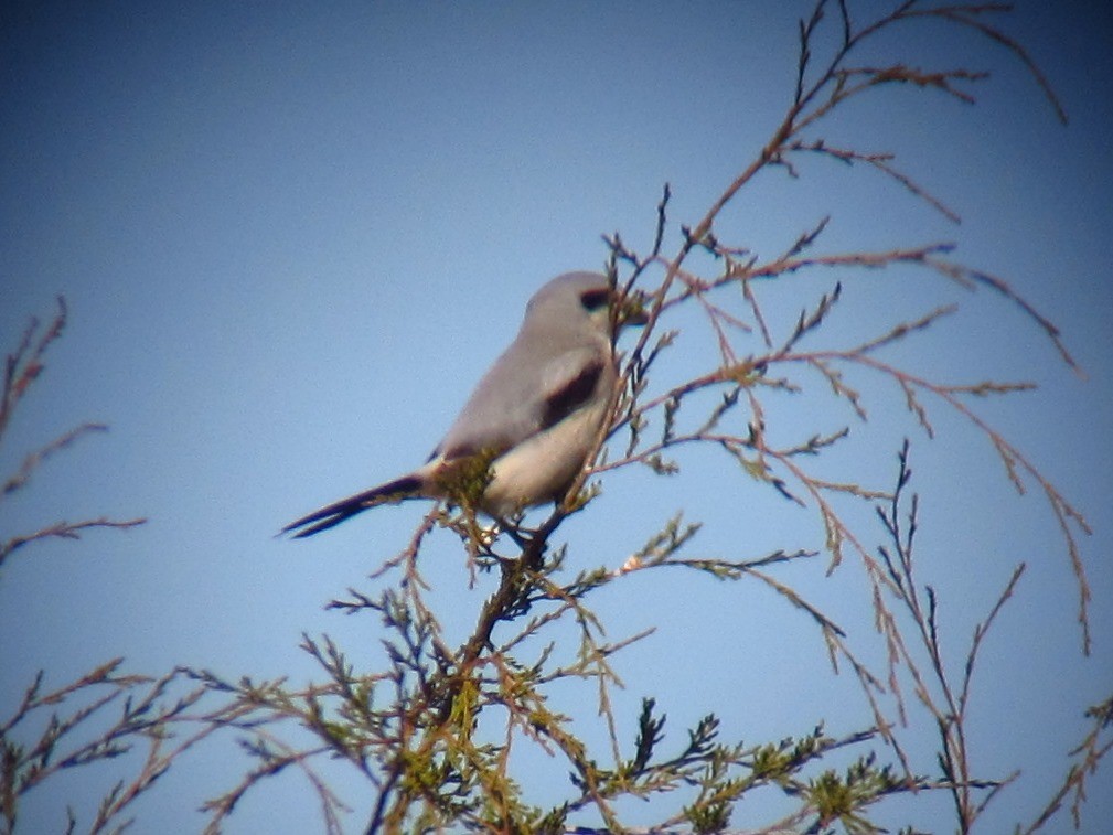 Northern Shrike - ML220811971