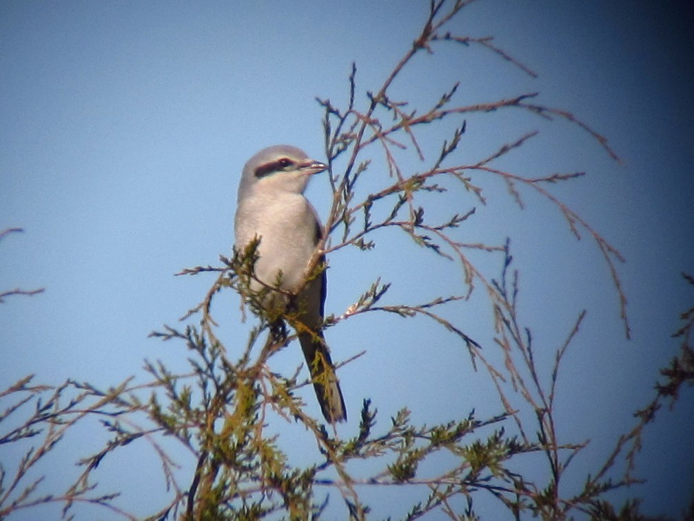 Northern Shrike - ML220811981