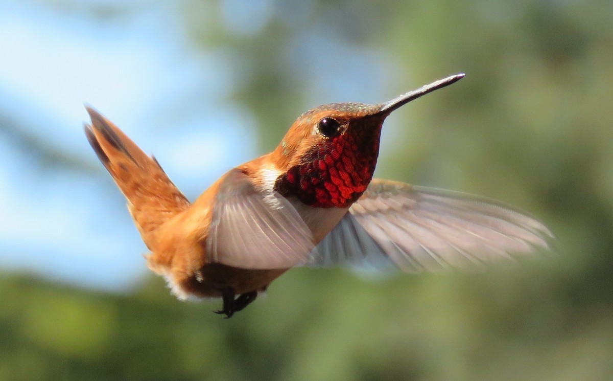 Kızıl Sırtlı Kolibri - ML220812281