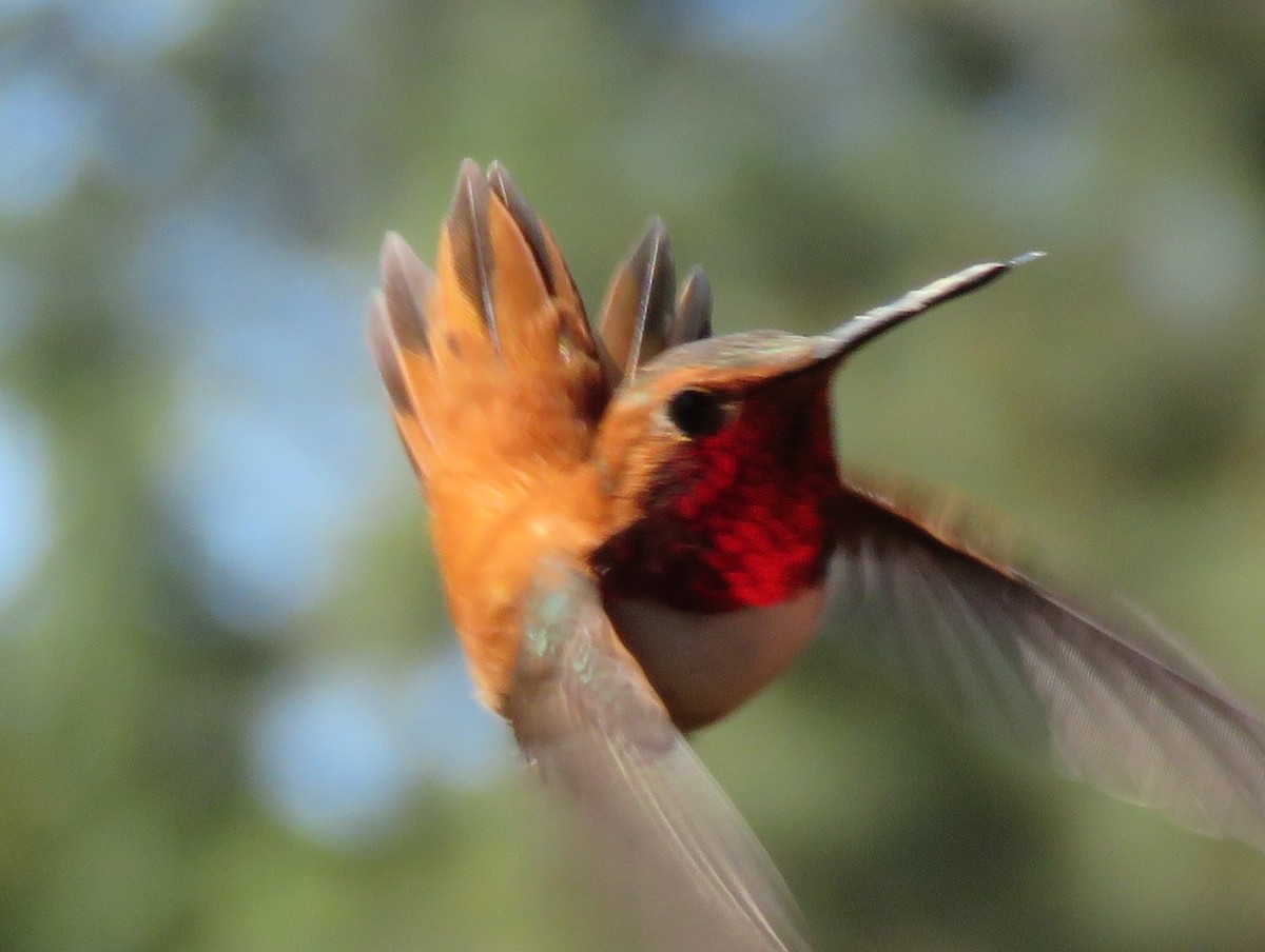 Kızıl Sırtlı Kolibri - ML220812341