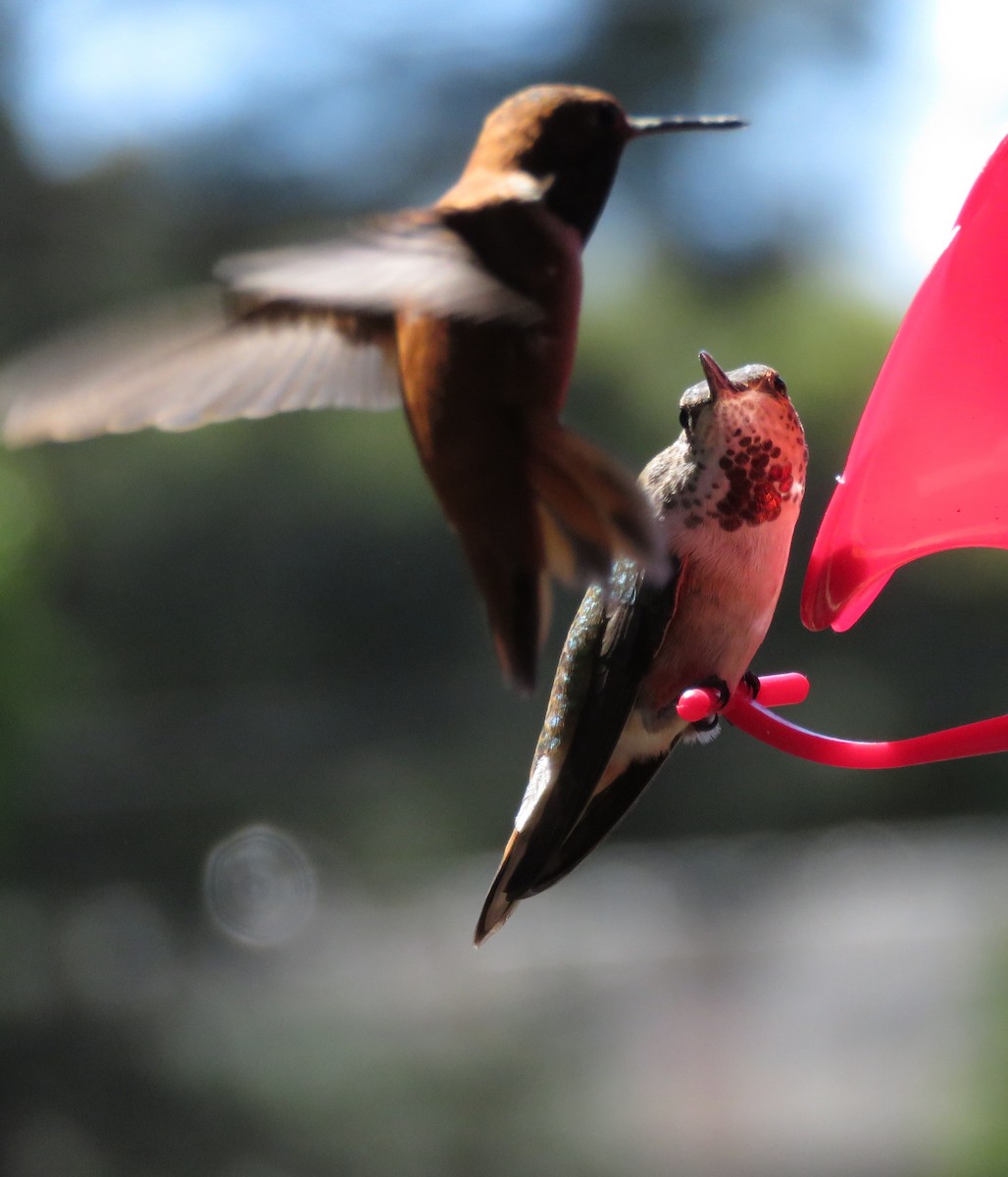 Rufous Hummingbird - ML220812361