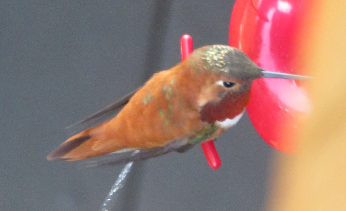 Rufous Hummingbird - ML220812631