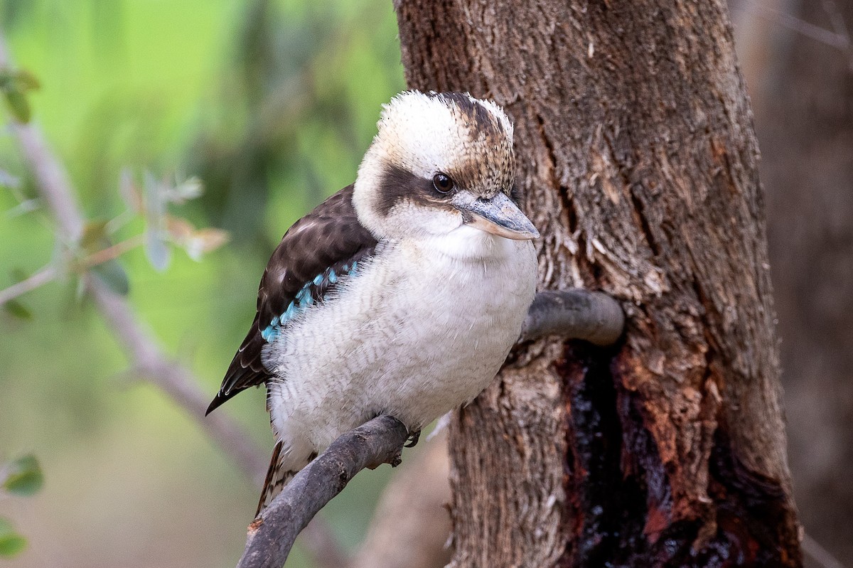 Laughing Kookaburra - Cedric Bear