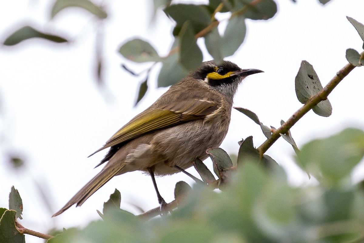 Yellow-faced Honeyeater - ML220812711