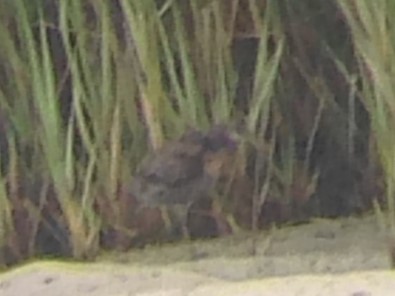 Clapper Rail - Jeffrey Turner