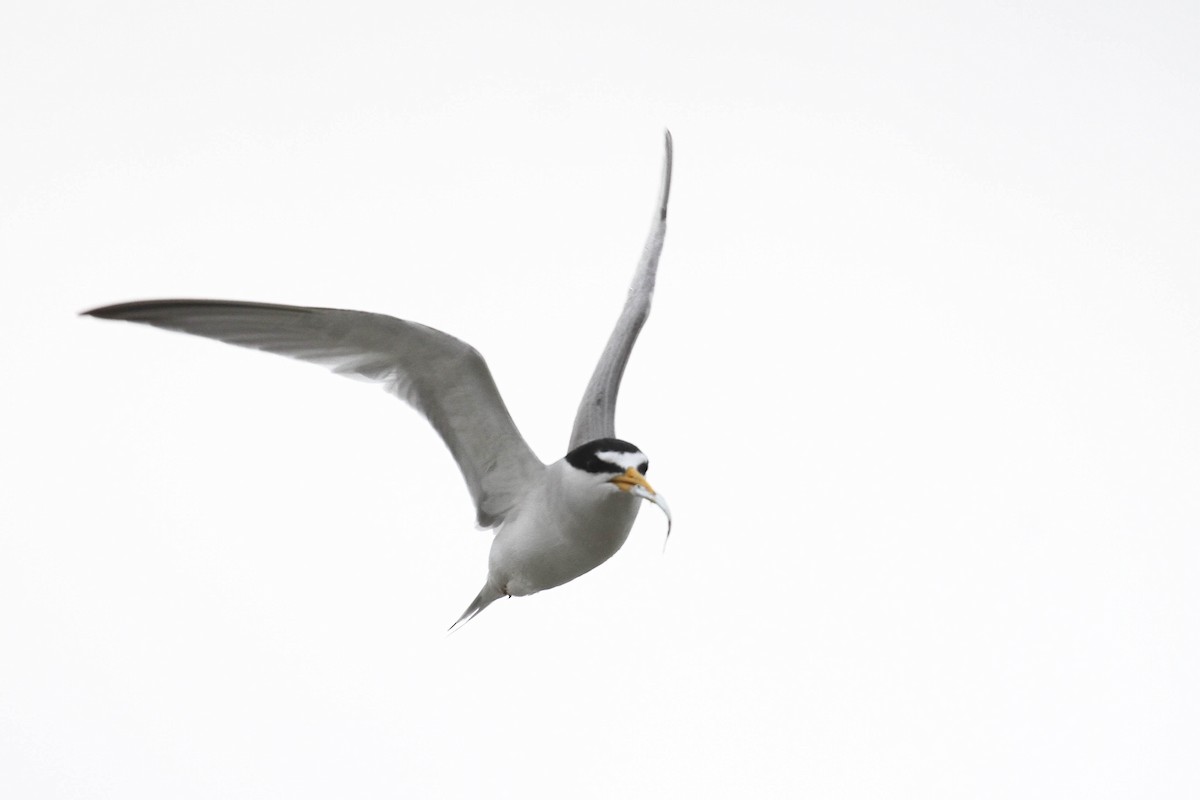 Least Tern - ML220814661