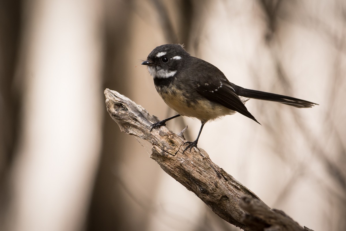 Gray Fantail (albiscapa) - ML220815791