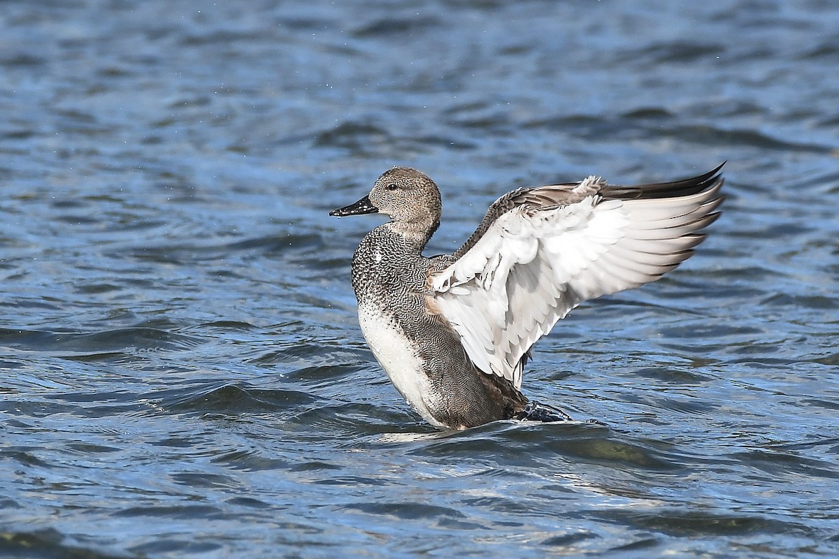 Gadwall - Nathan Hentze